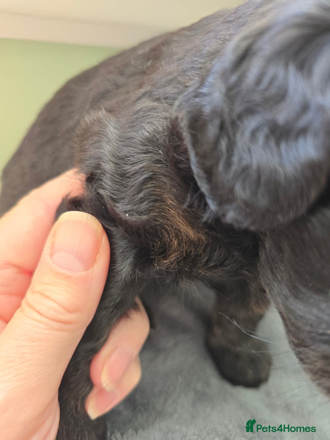Cavapoo dogs for sale: Gorgeous Cavapoo puppies looking for forever home - Image 7