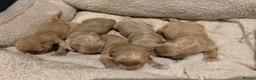 Golden Retriever dogs for sale: Golden retriever champion bloodline puppies. - Advert 22