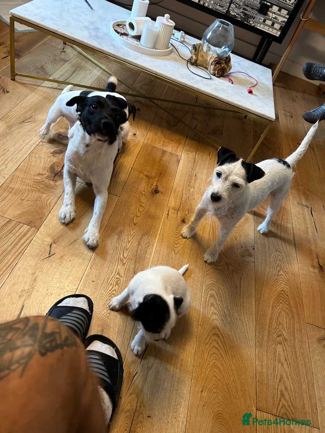 Jack Russell dogs for sale: Jackrussell puppy female  - Image 5