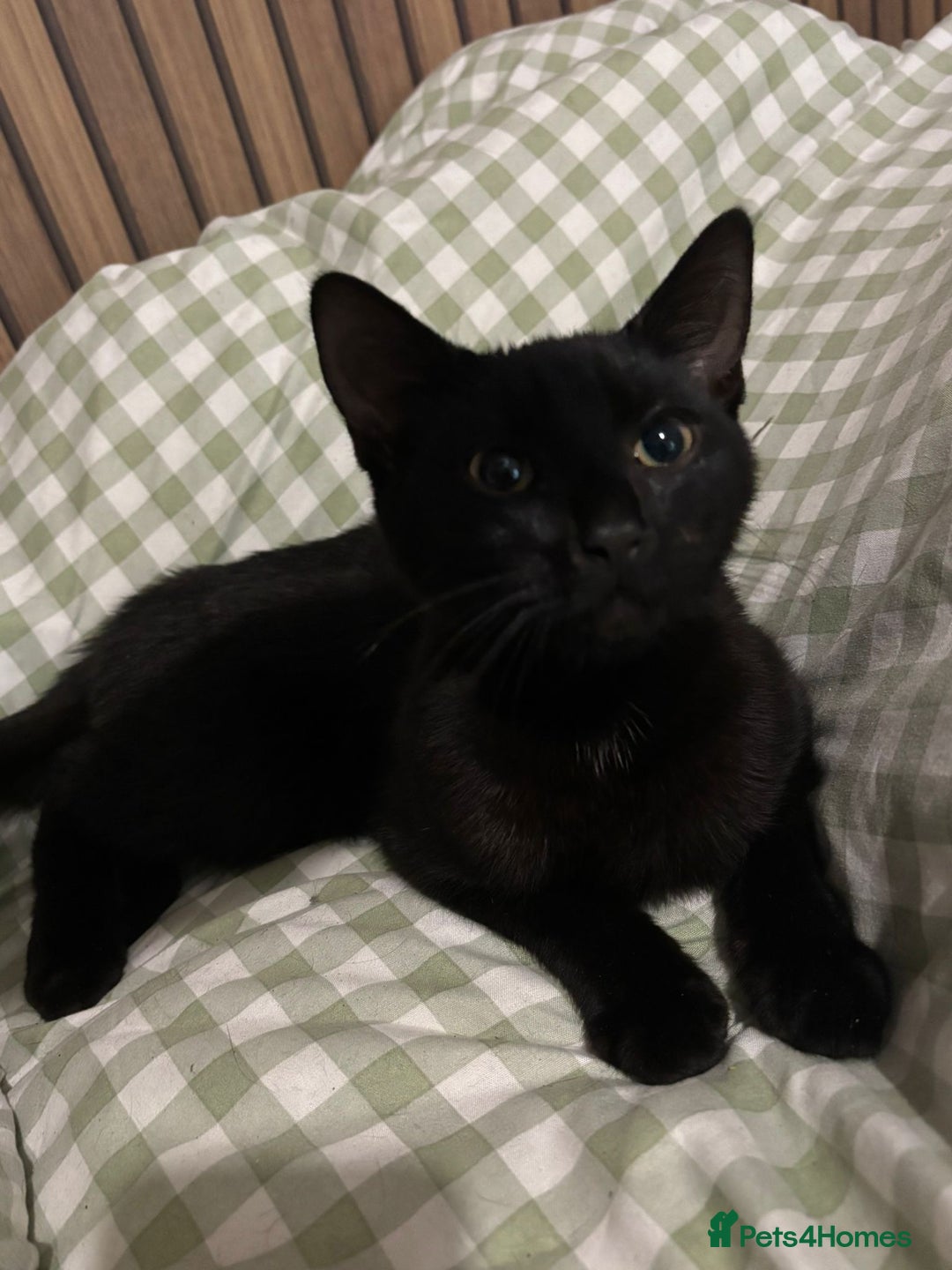 British Shorthair cats for sale: Cat for sale - Image 4