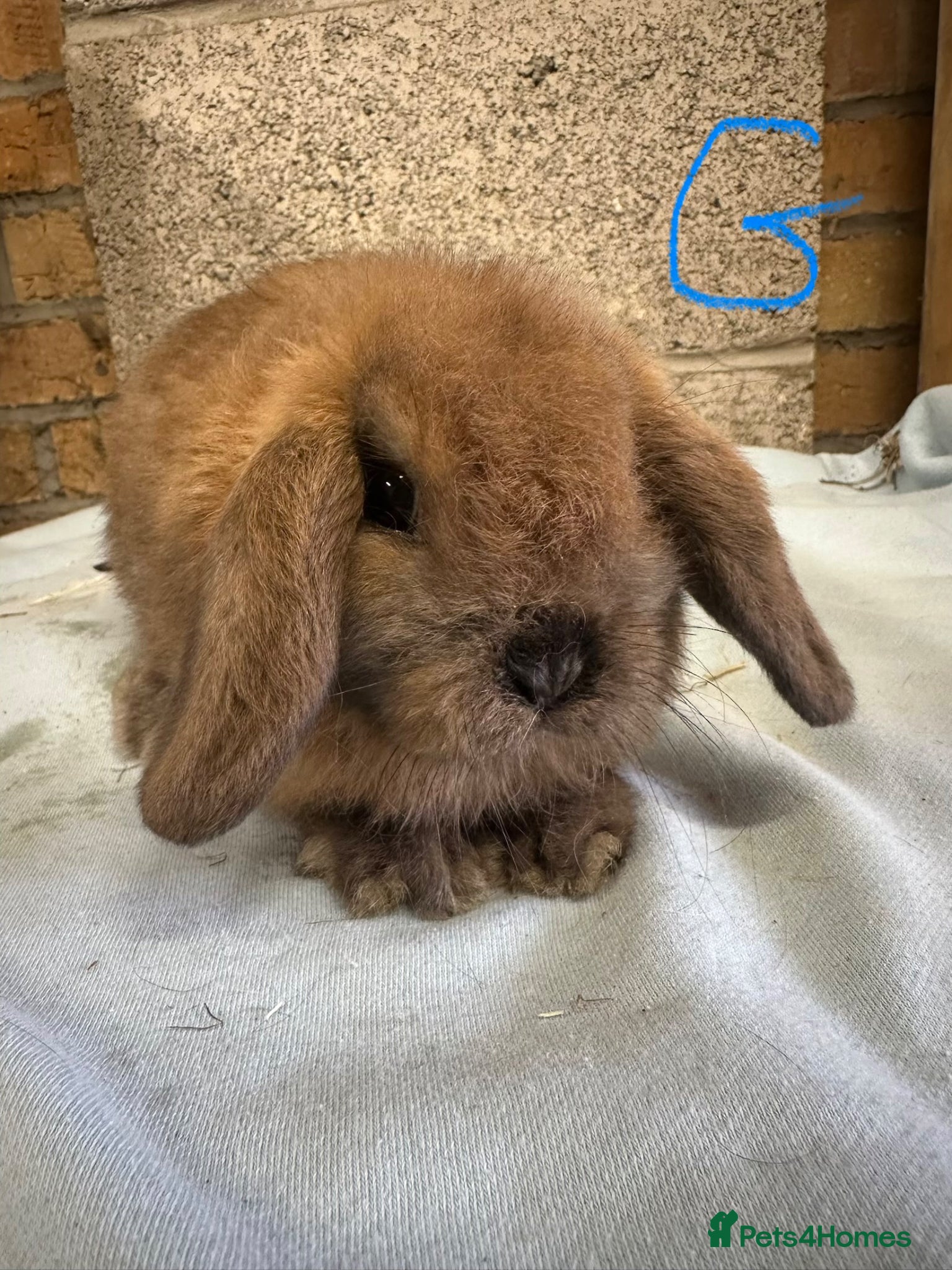 Mini Lop rabbits Mini Lop rabbits For Sale  - Advert 2