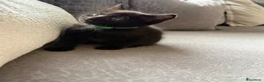 Mixed Breed Kitten 6