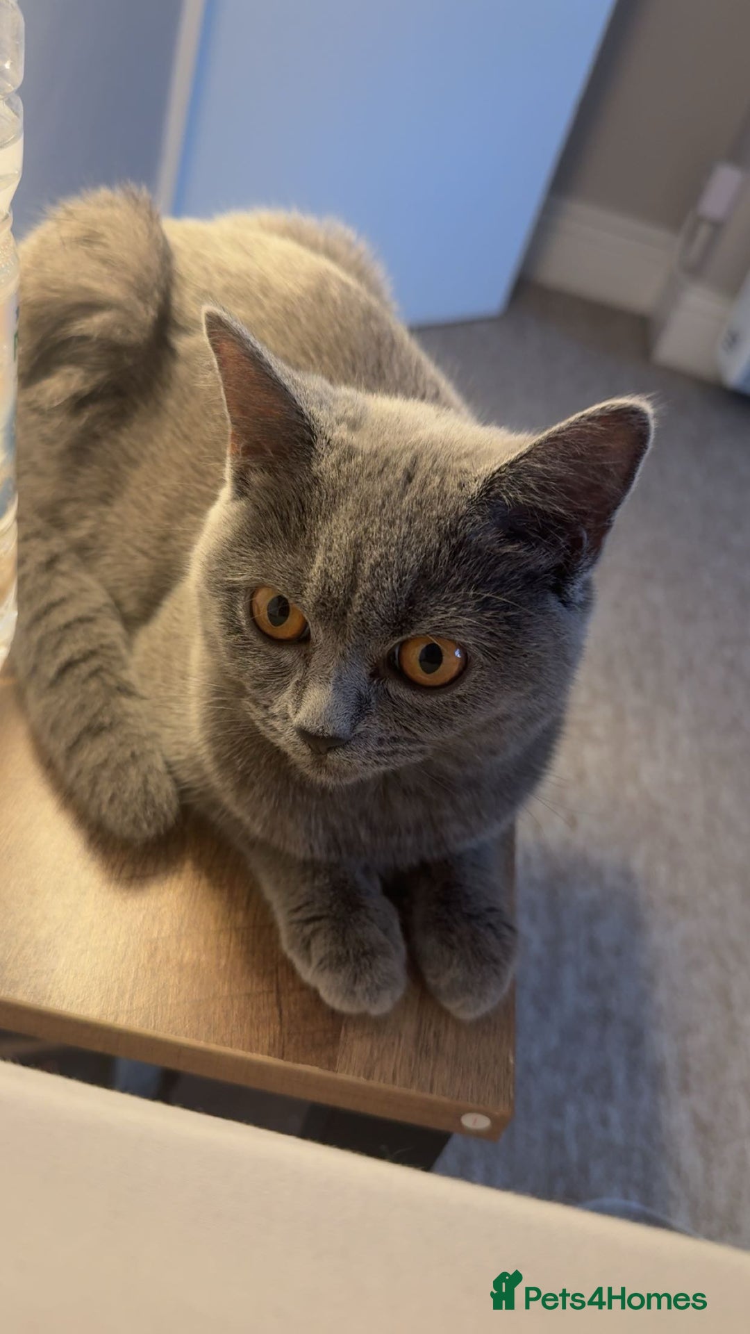 British Shorthair cats for sale: British shorthair kitten - Mochi  - Advert 2