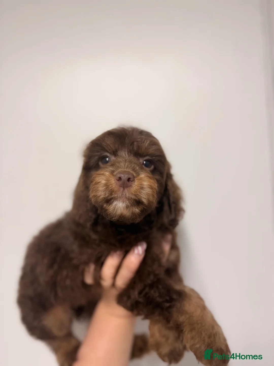 Cockapoo dogs for sale: LAST BOY REDUCED- Health Tested toy cockerpoos  - Advert 23