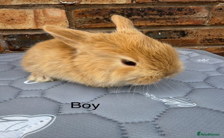 Mini Lop rabbits - Advert 7