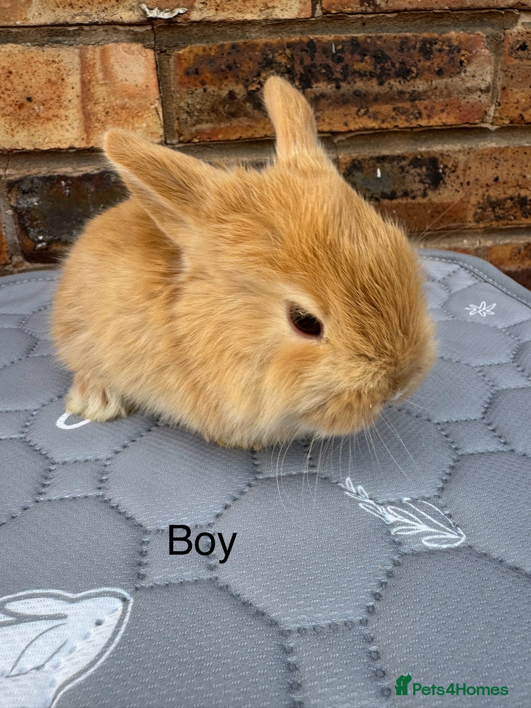 Mini Lop rabbits for sale: Pure mini lops  - Image 1