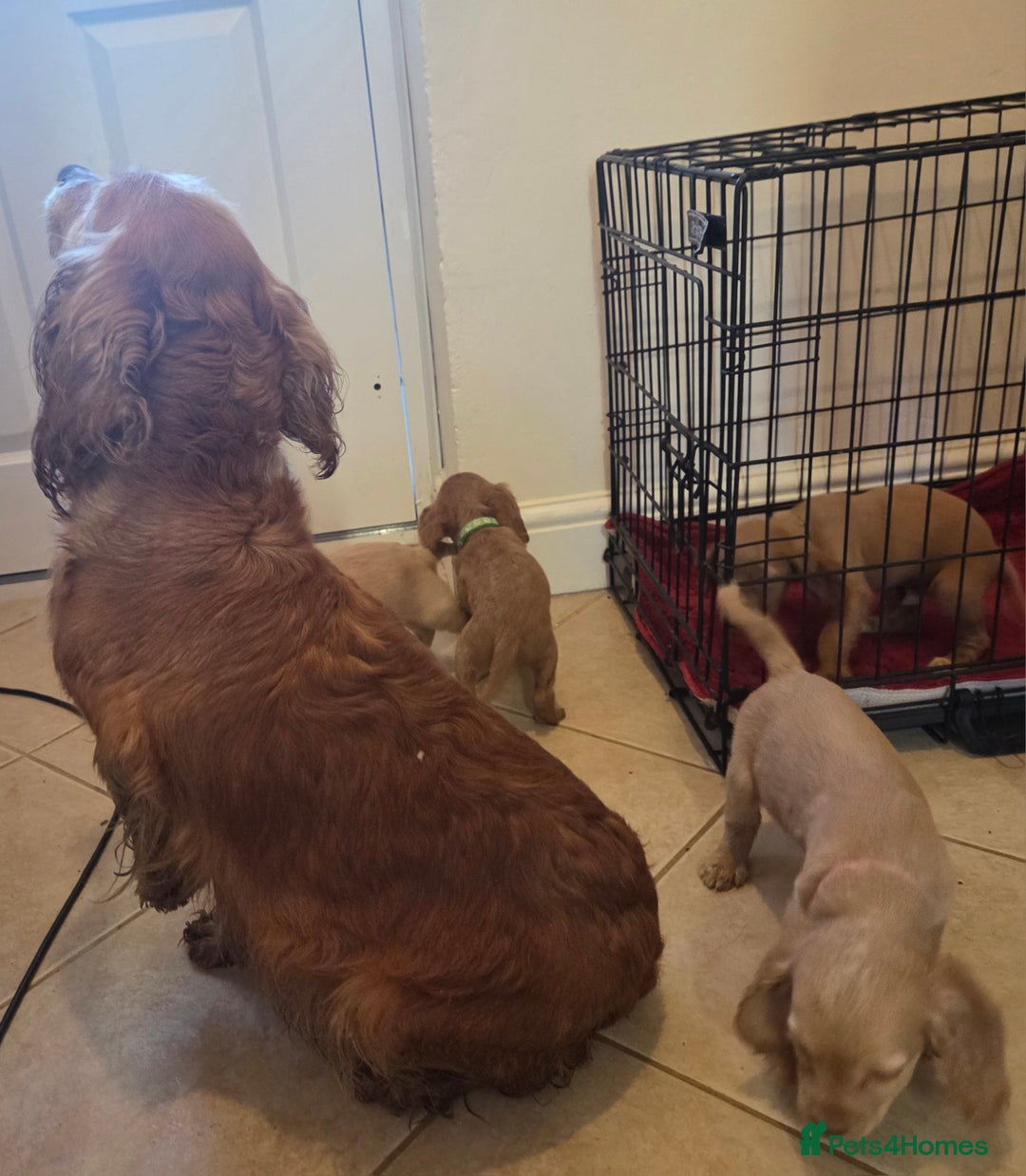 Cocker Spaniel dogs for sale: 6 cocker spaniel pups  - Advert 2