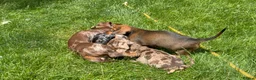 Miniature Dachshund dogs for sale: Miniature Dachshund - Chocolate Dapple (Boy) - Advert 4