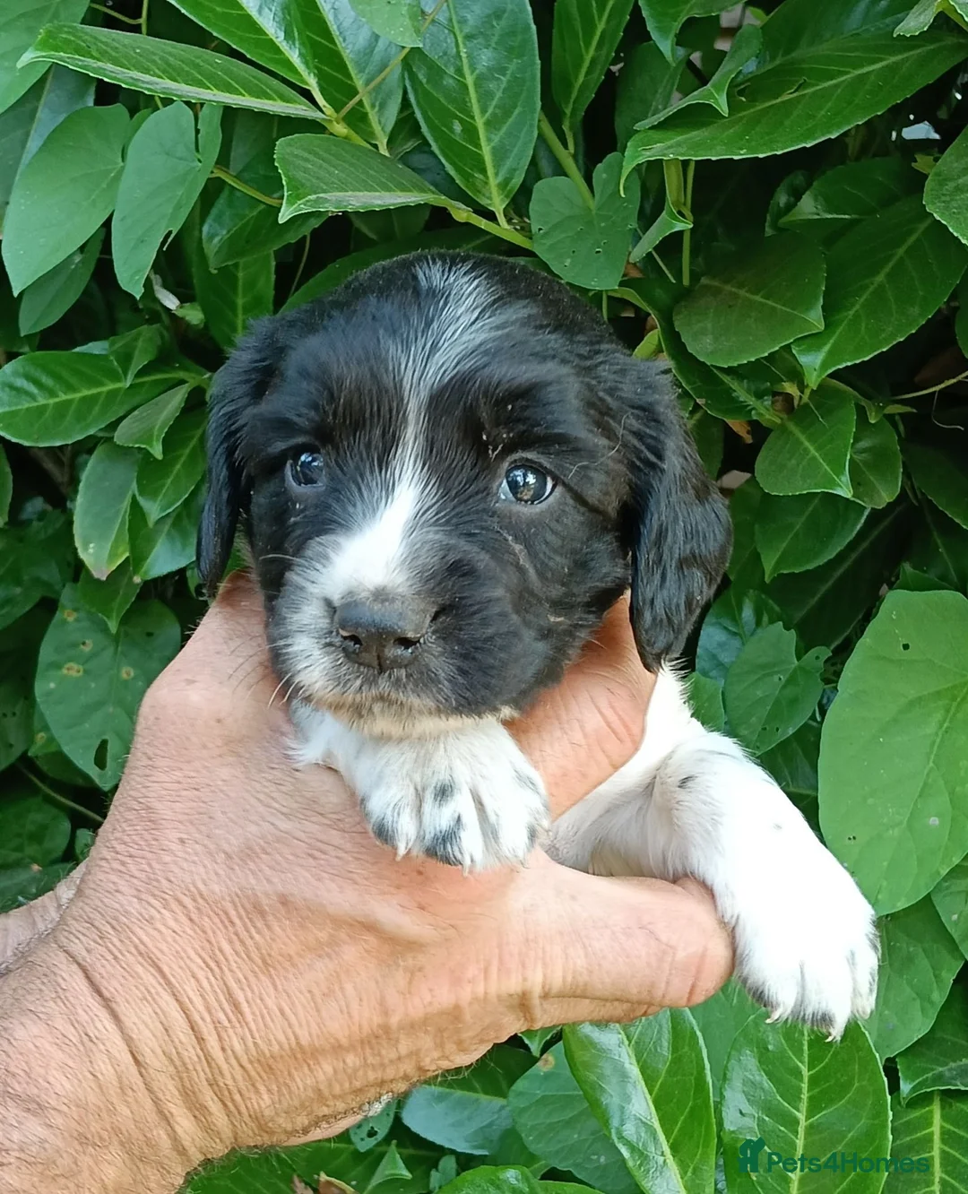English Springer Spaniel dogs for sale: KC Registered English Springer Spaniels  - Advert 2