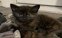 Mixed Breed cats for sale: Beautiful kittens.  - Image 1