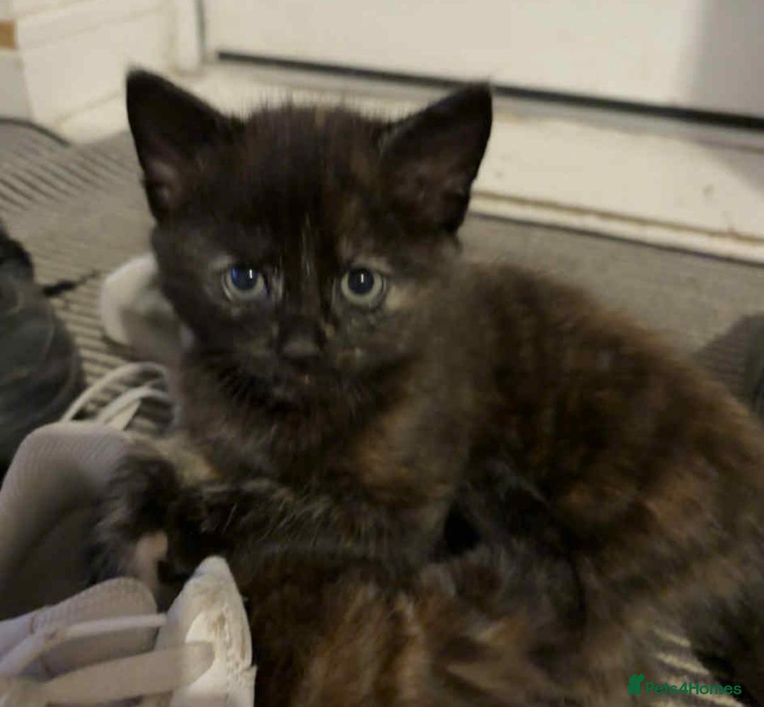 Mixed Breed cats for sale: Beautiful kittens.  - Image 1