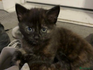 Mixed Breed cats - Advert 34