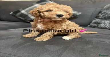 Miniature Poodle dogs - Advert 4