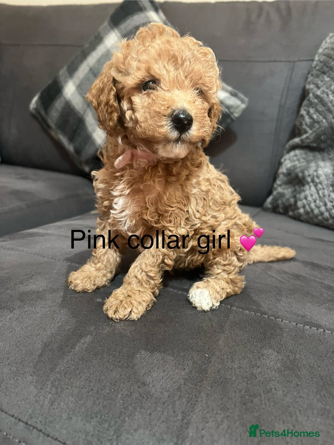 Miniature Poodle dogs for sale: 3 miniature poodles remaining  - Image 2