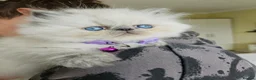 Persian cats for sale: Stunning Persian Kittens  - Advert 4