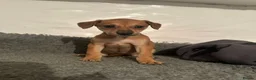 Lurcher dogs for sale: Lurcher puppies in Grange-over-Sands - Advert 18