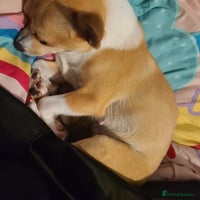 Chihuahua dogs - Advert 13