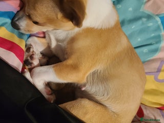 Chihuahua dogs for sale - Advert 1