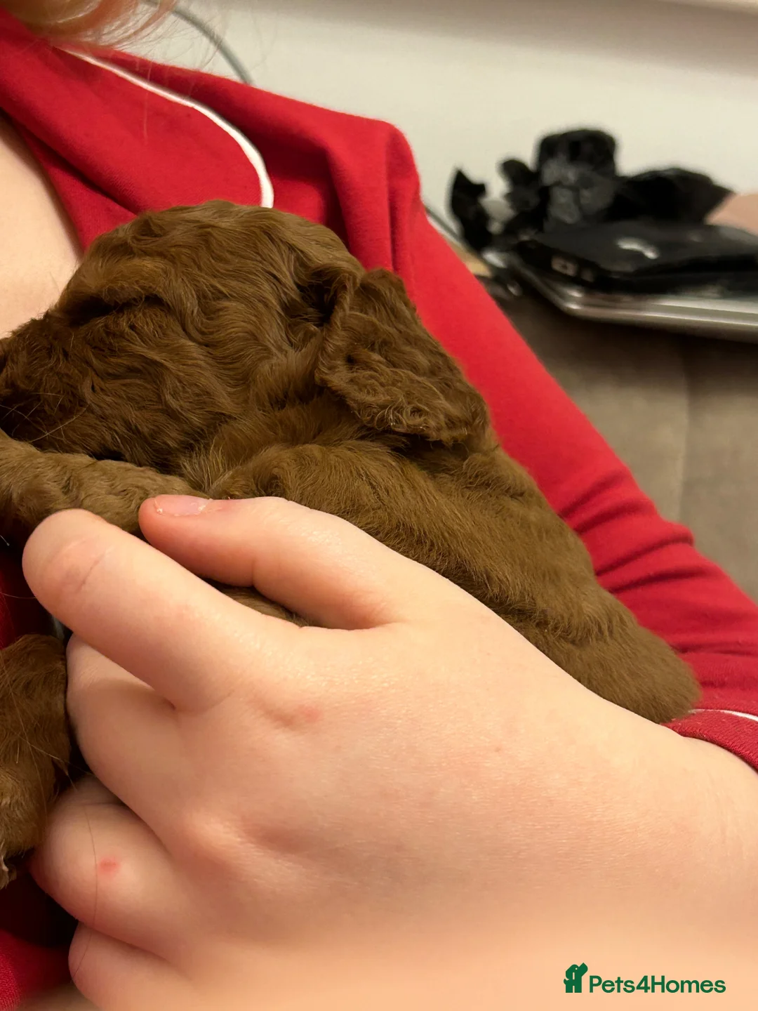 Cockapoo dogs for sale: Cockapoo pups, 1 boy, 1 girl in Middlesbrough - Advert 7