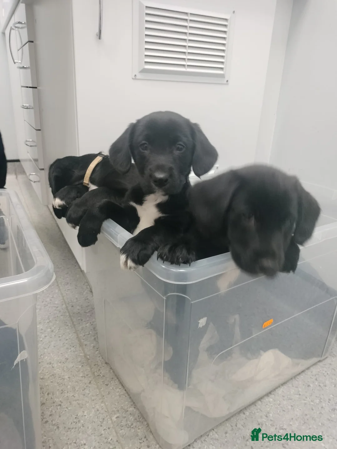 Mixed Breed dogs for sale: Cocker Spaniel x Border Collie Pups in Edgware - Advert 8