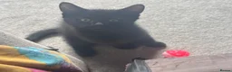 British Shorthair cats for sale: 7 short hair kittens  - Advert 8