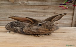 Mixed Breed rabbits for sale: Male rabbits looking for their loving homes.x  - Advert 2