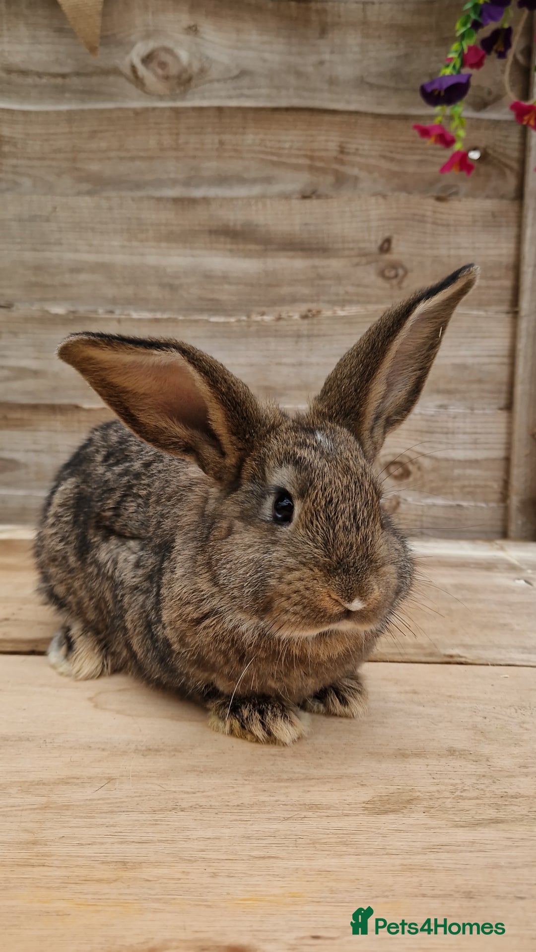Mixed Breed rabbits for sale: Male rabbits looking for their loving homes.x  - Advert 2