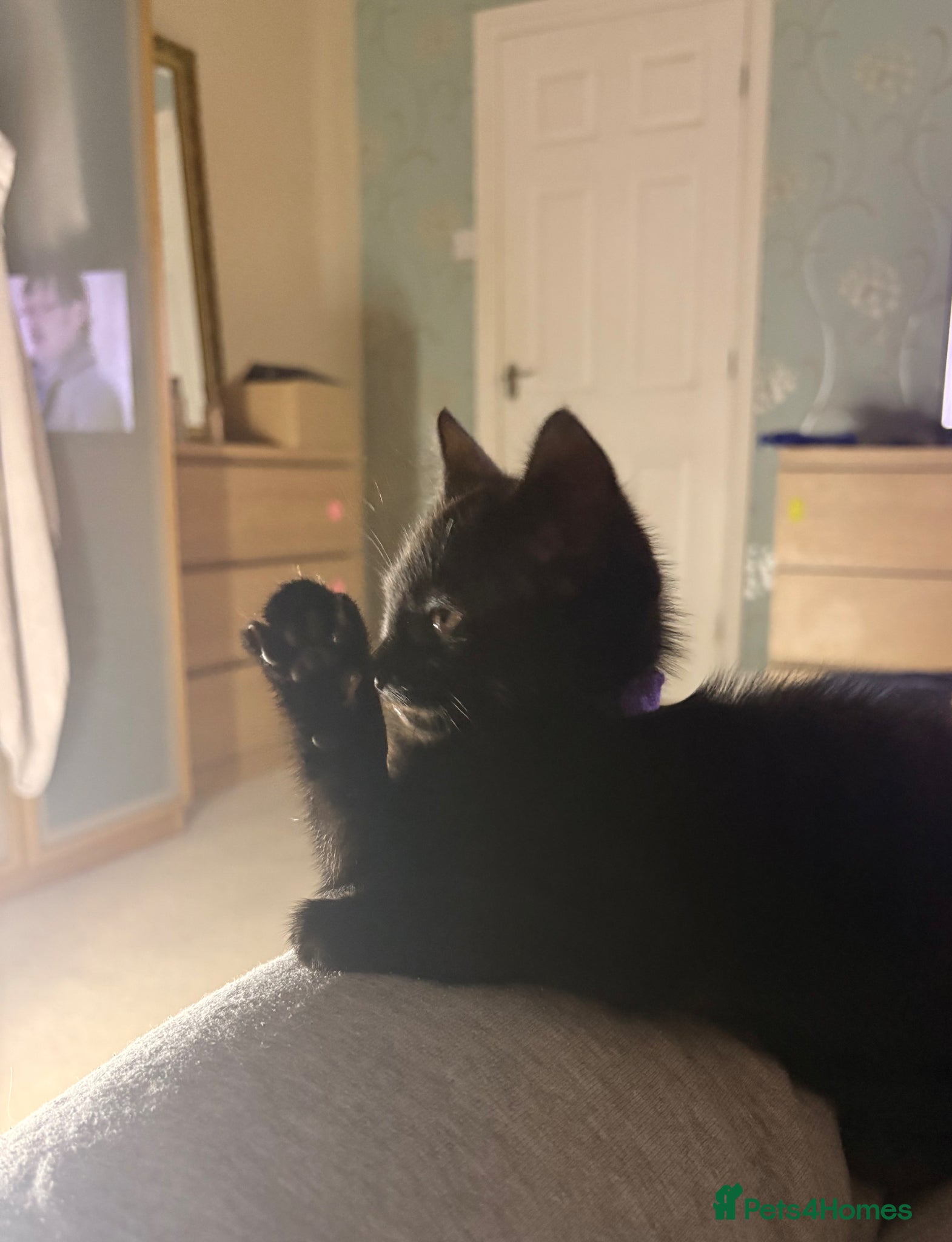 Domestic Shorthair cats Kimchi - Advert 2