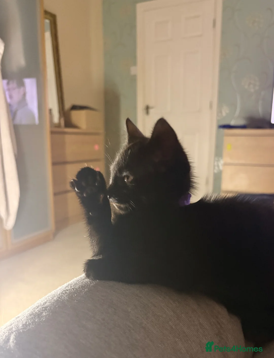 Domestic Shorthair cats for sale: Kimchi - Advert 1