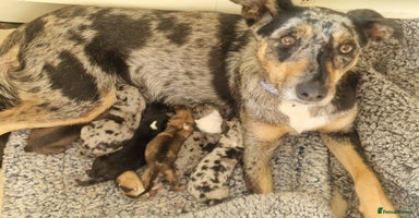 Mixed Breed dogs - Advert 3