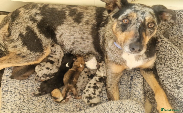 Mixed Breed dogs - Advert 4