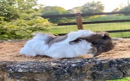 Guinea Pig rodents for sale: Long haired Guinea Pigs For Sale - Image 19