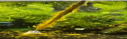 Shrimps fish for sale: Golden back yellow juvenile shrimps  - Advert 2