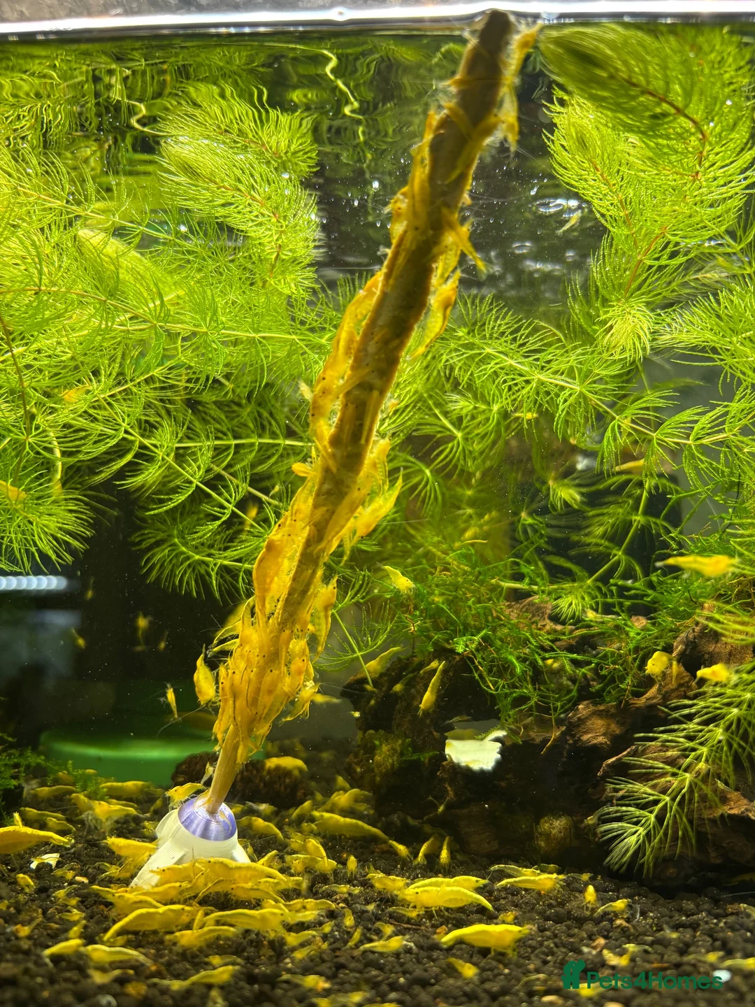 Shrimps fish for sale: Golden back yellow juvenile shrimps  - Advert 2