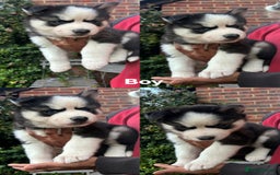 Siberian Husky dogs for sale: Siberian husky puppies  - Image 24
