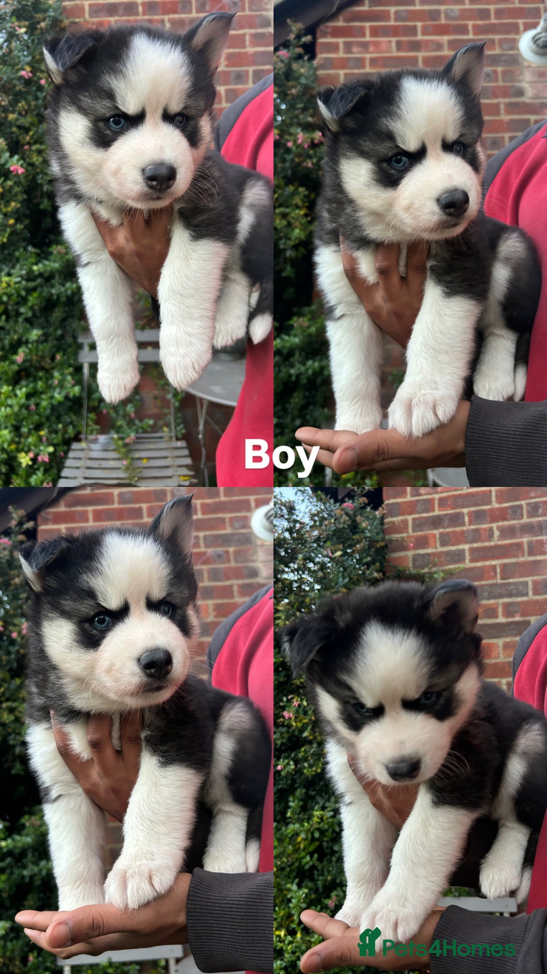 Siberian Husky dogs for sale: Siberian husky puppies  - Image 24