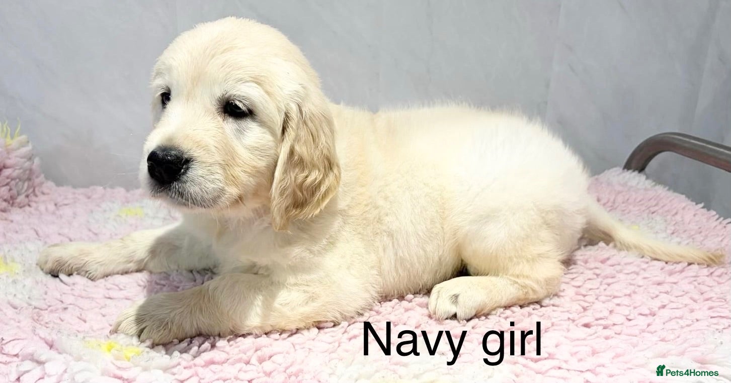 Golden Retriever dogs     Stunning KC Registered Golden Retriever Pups - Advert 2