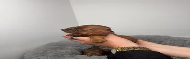Miniature Dachshund Puppy 2
