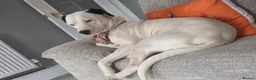 Mixed Breed dogs for sale: This is lucy in Grimsby - Advert 5