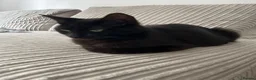 Domestic Shorthair cats for sale: Black Tabby Kittens and Tortoiseshell Kitten in Oldham - Advert 12