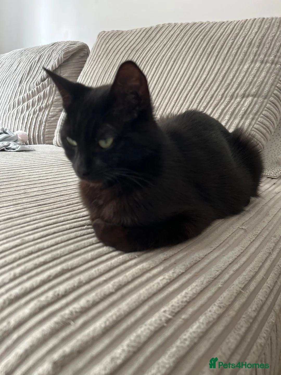 Domestic Shorthair cats for sale: Black Tabby Kittens and Tortoiseshell Kitten in Oldham - Advert 12