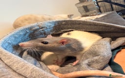 Rat rodents for sale: 2 female rats with whole enclosure and accessories - Advert 3