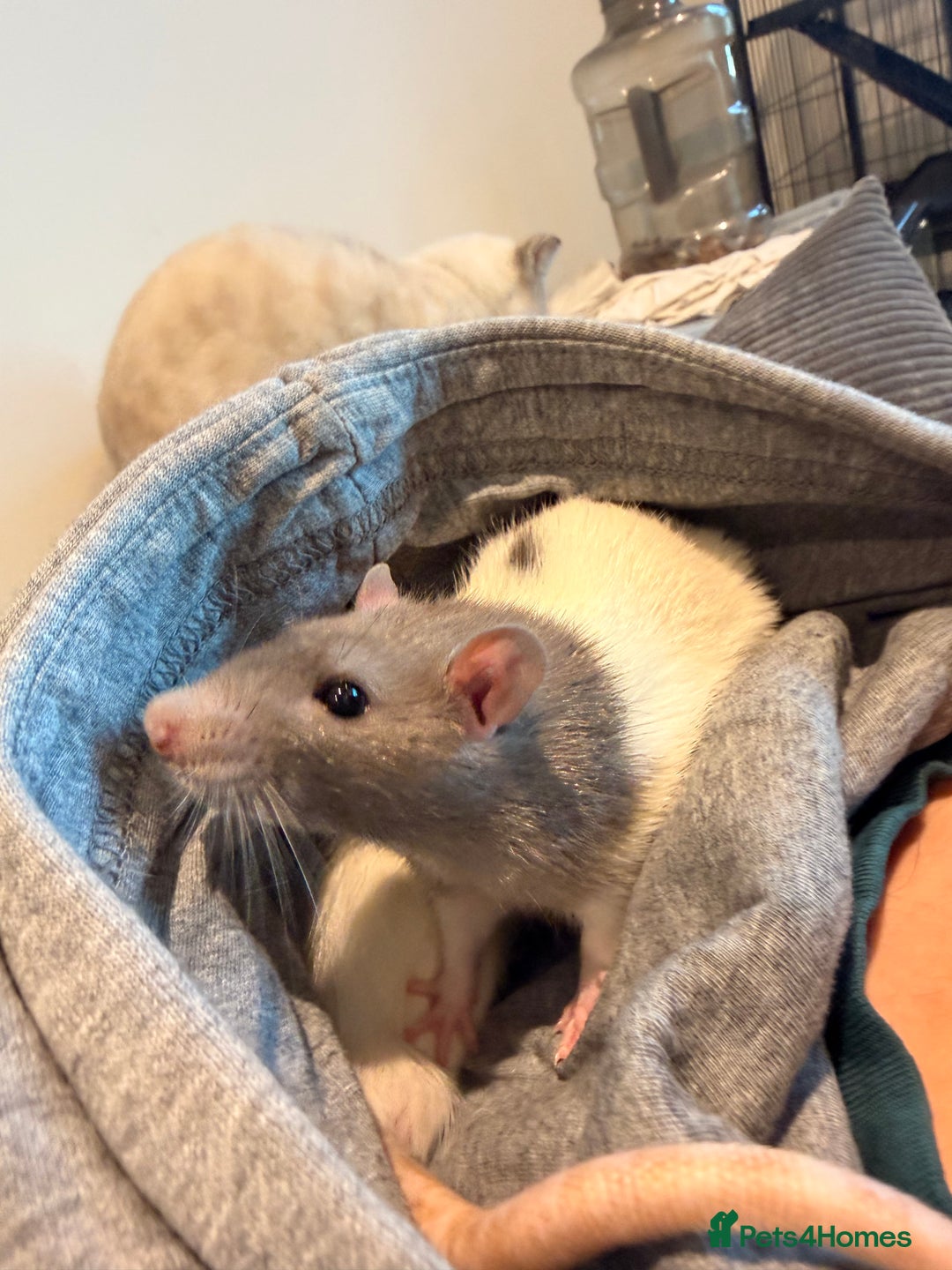 Rat rodents for sale: 2 female rats with whole enclosure and accessories - Advert 3