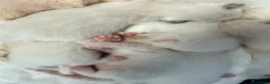 Male 3