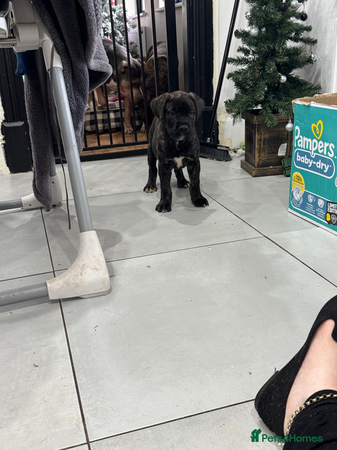 Mixed Breed dogs for sale: American Staff x Bullmastiff Pups  - Advert 19