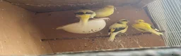 Canaries birds for sale: 4 Fife Canaries  - Advert 3