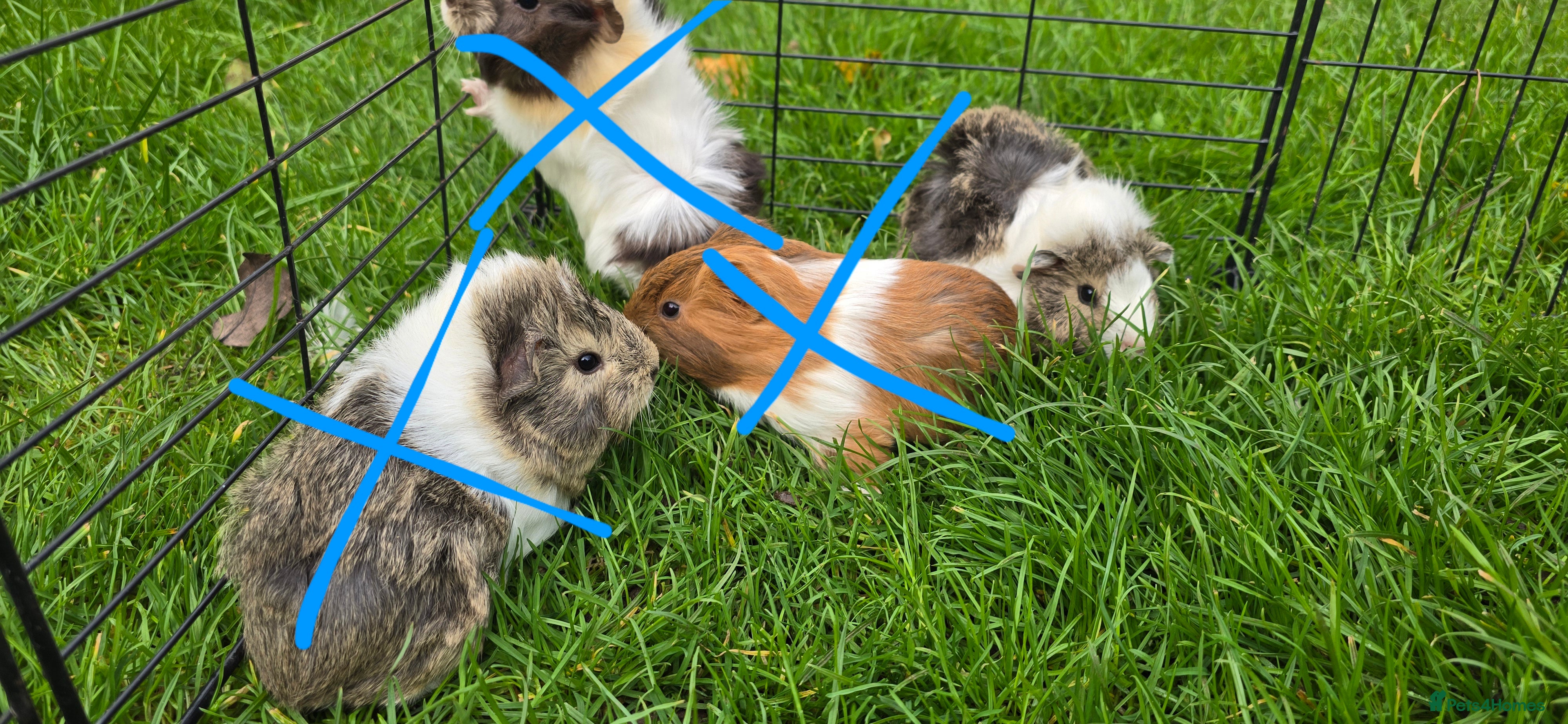 Guinea Pig rodents Male and female Guinea pigs - Advert 4
