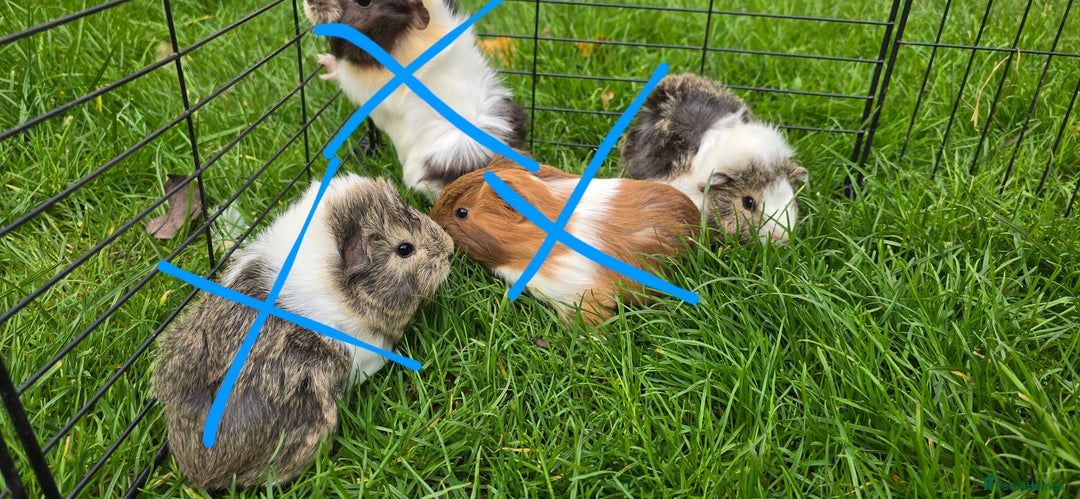 Guinea Pig rodents for sale: Male and female Guinea pigs - Advert 1