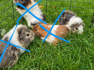 Guinea Pig rodents Male and female Guinea pigs - Advert 19