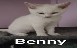 British Shorthair cats for sale: *READY*RARE PURE WHITE BSH TICA PEDIGREE KITTENS - Image 7